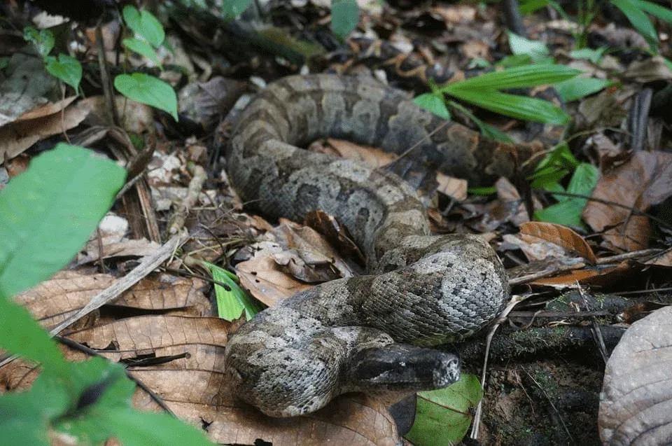 Boa constrictor nebulosa (Clouded Boa)