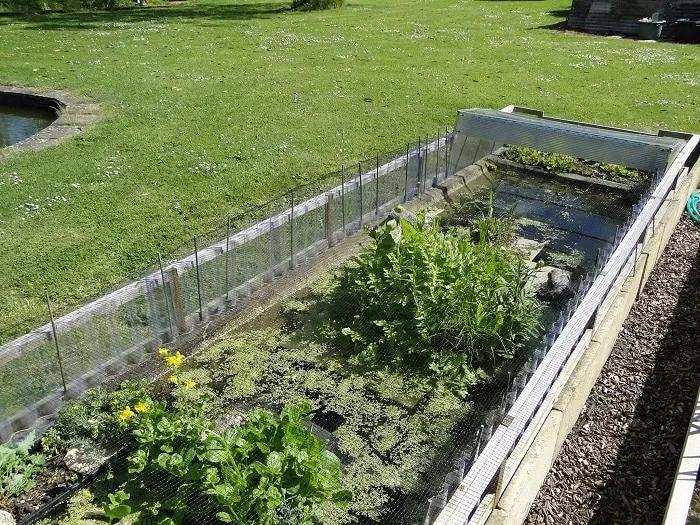 Outside Red-Eared Slider Tank