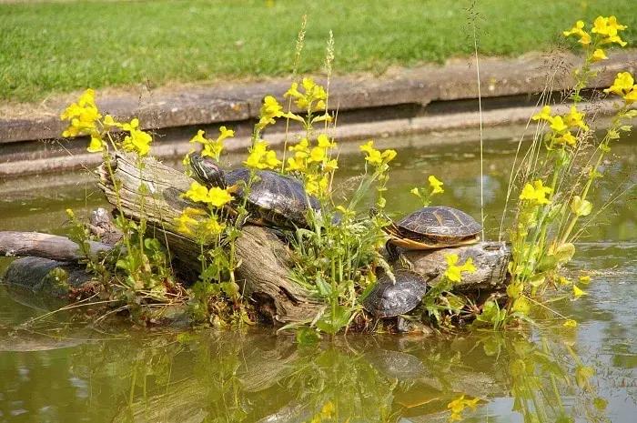 Turtles basking on an island in a pond