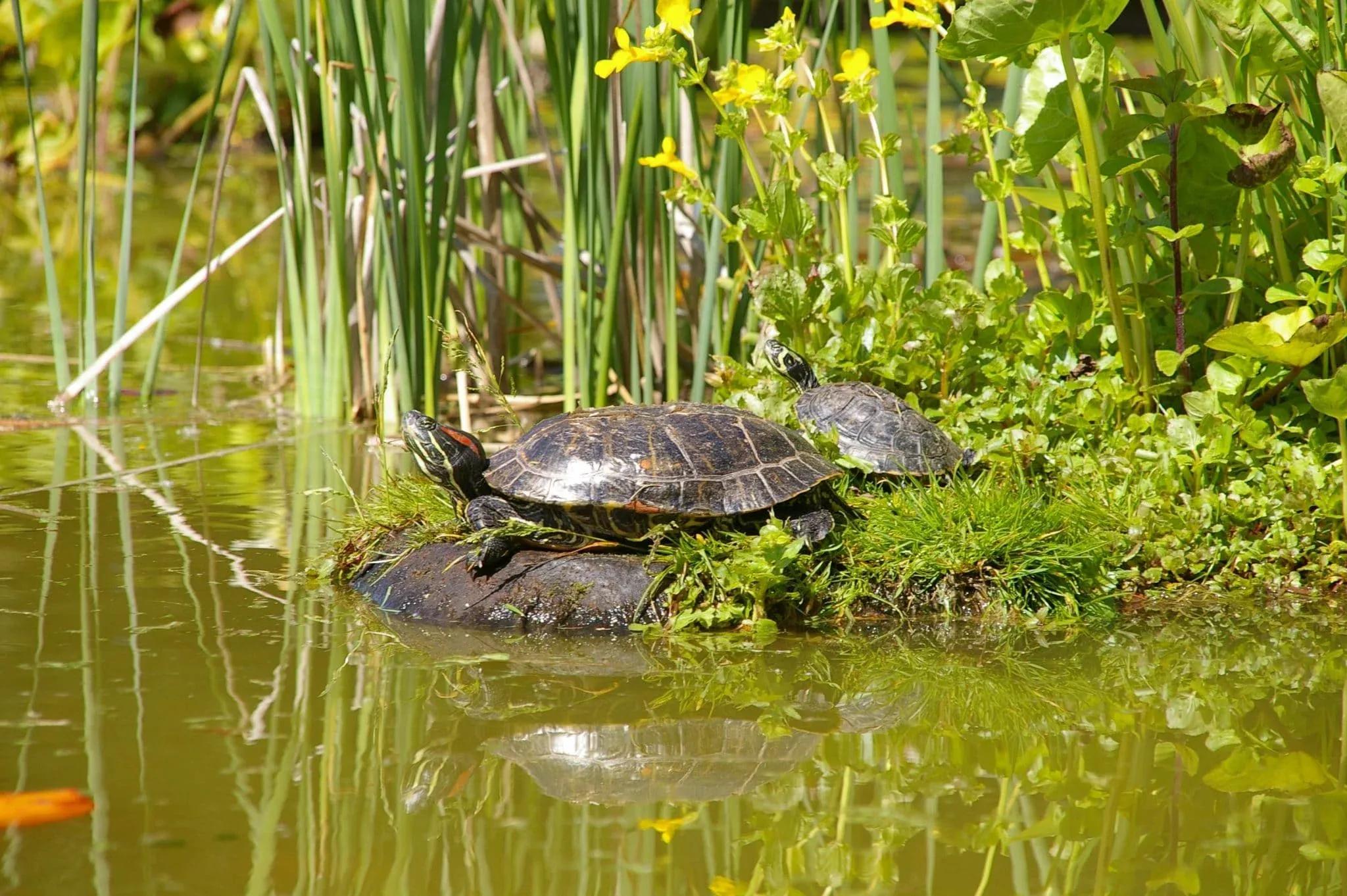 Red-Eared Slider Turtle Tank Photo Contributed by Roman Muryn