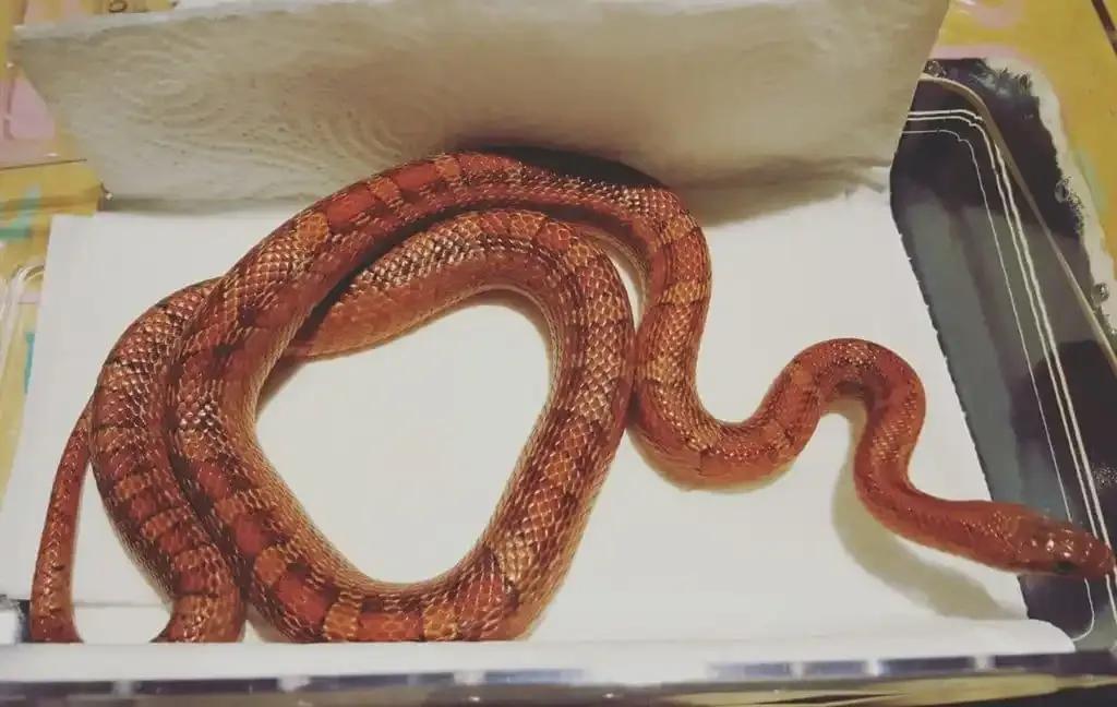 Sick Corn Snake
