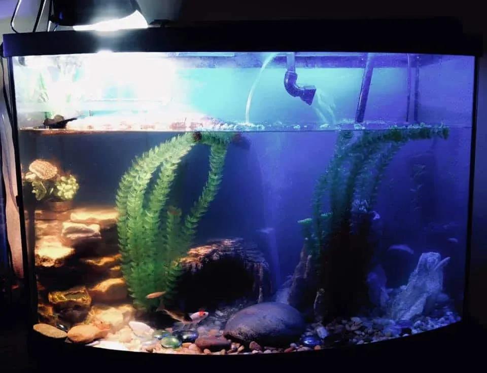 Red-Eared Slider Turtle Tank Photo Contributed by Savanah Cox