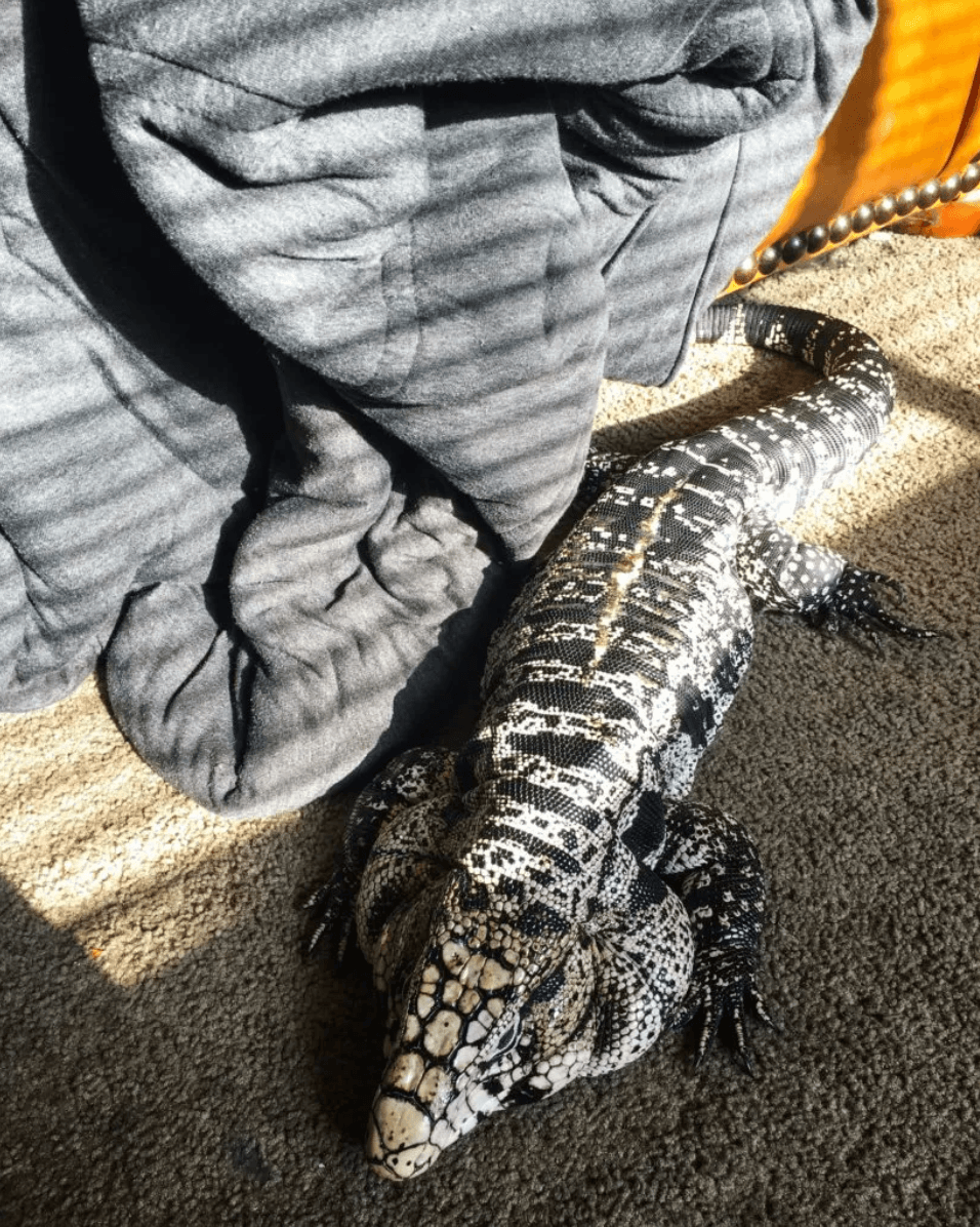 Free roaming tegu on floor in living room