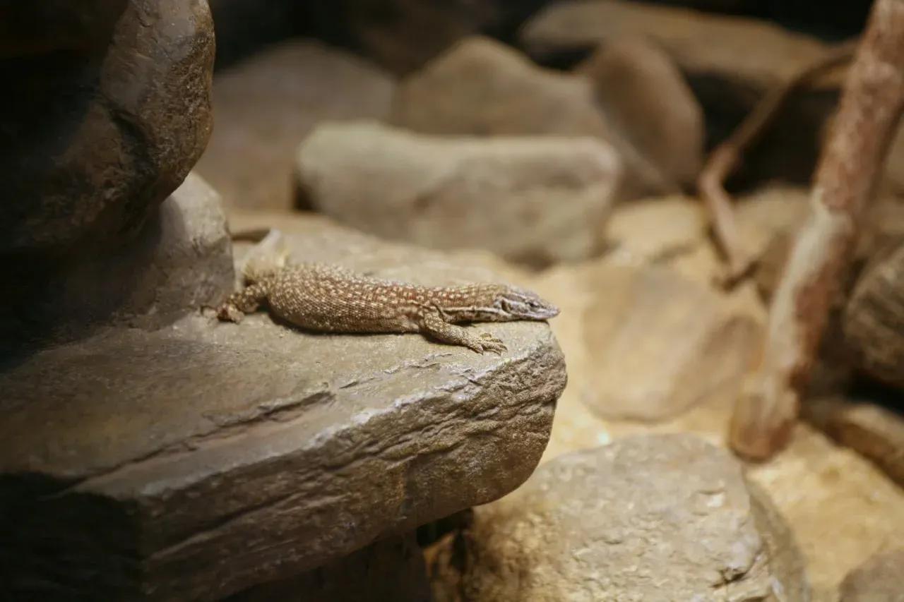 Spiny-tailed Monitor