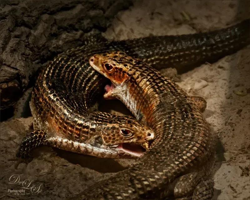 2 Sudan Plated Lizards fighting