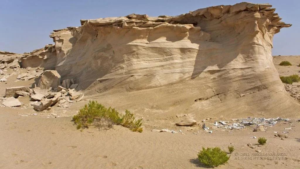 UAE rocks and shrubs priscilla van andel