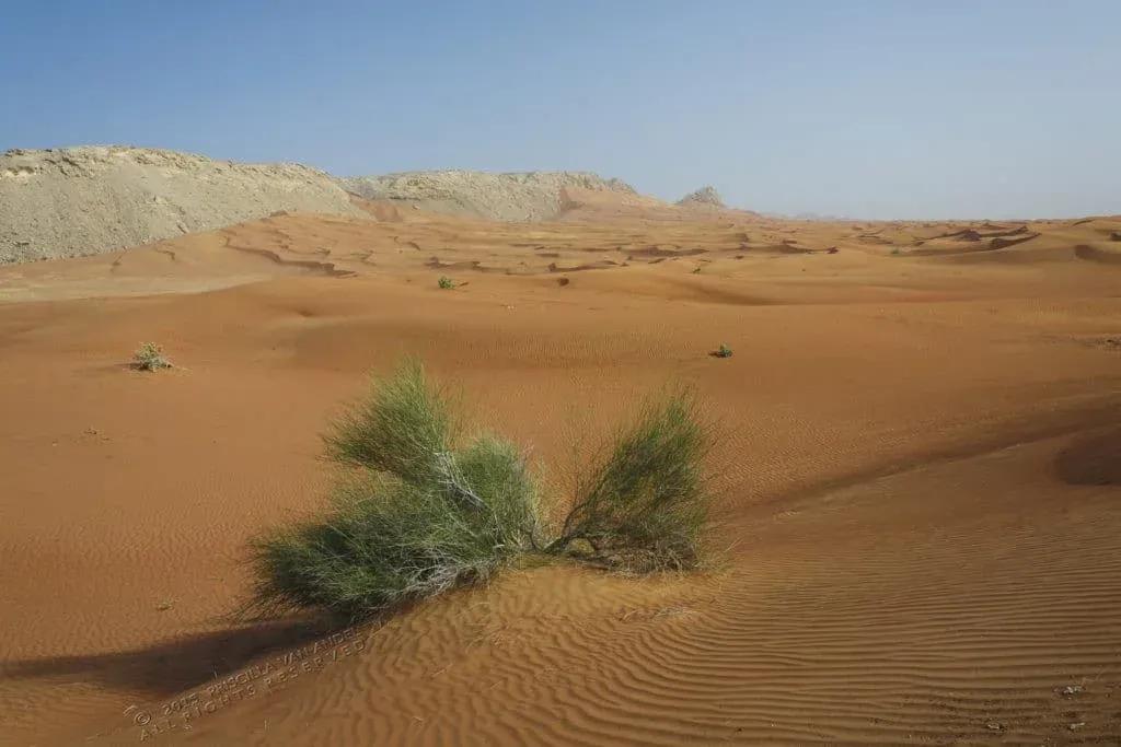 UAE shrub priscilla van andel