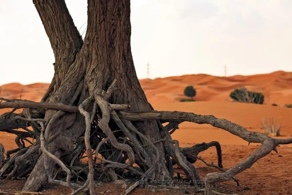 UAE tree roots priscilla van andel