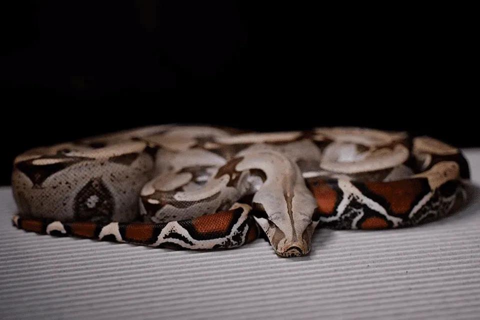 Boa constrictor constrictor (“True” Red-Tailed Boa)