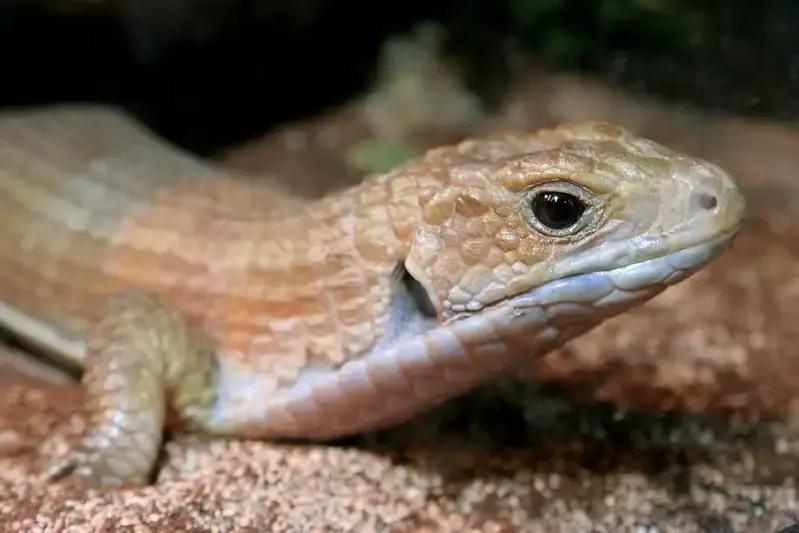 Sudan Plated Lizard on sandy substrate