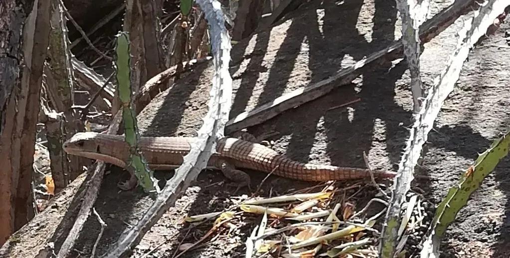 Sudan Plated Lizard in arid landscape