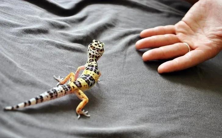 Hand in front of leopard gecko