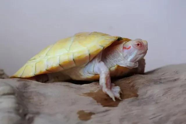 Albino morph red-eared slider