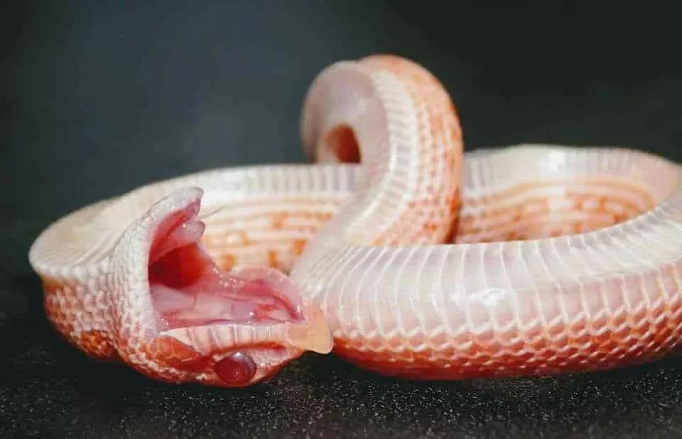 Defensive display by a hatchling albino H. nasicus