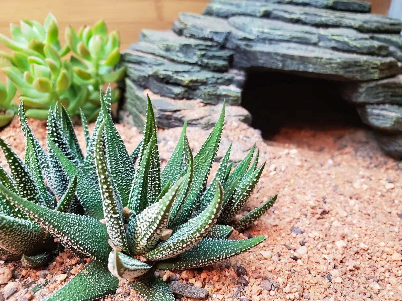 Aloe planted in sand