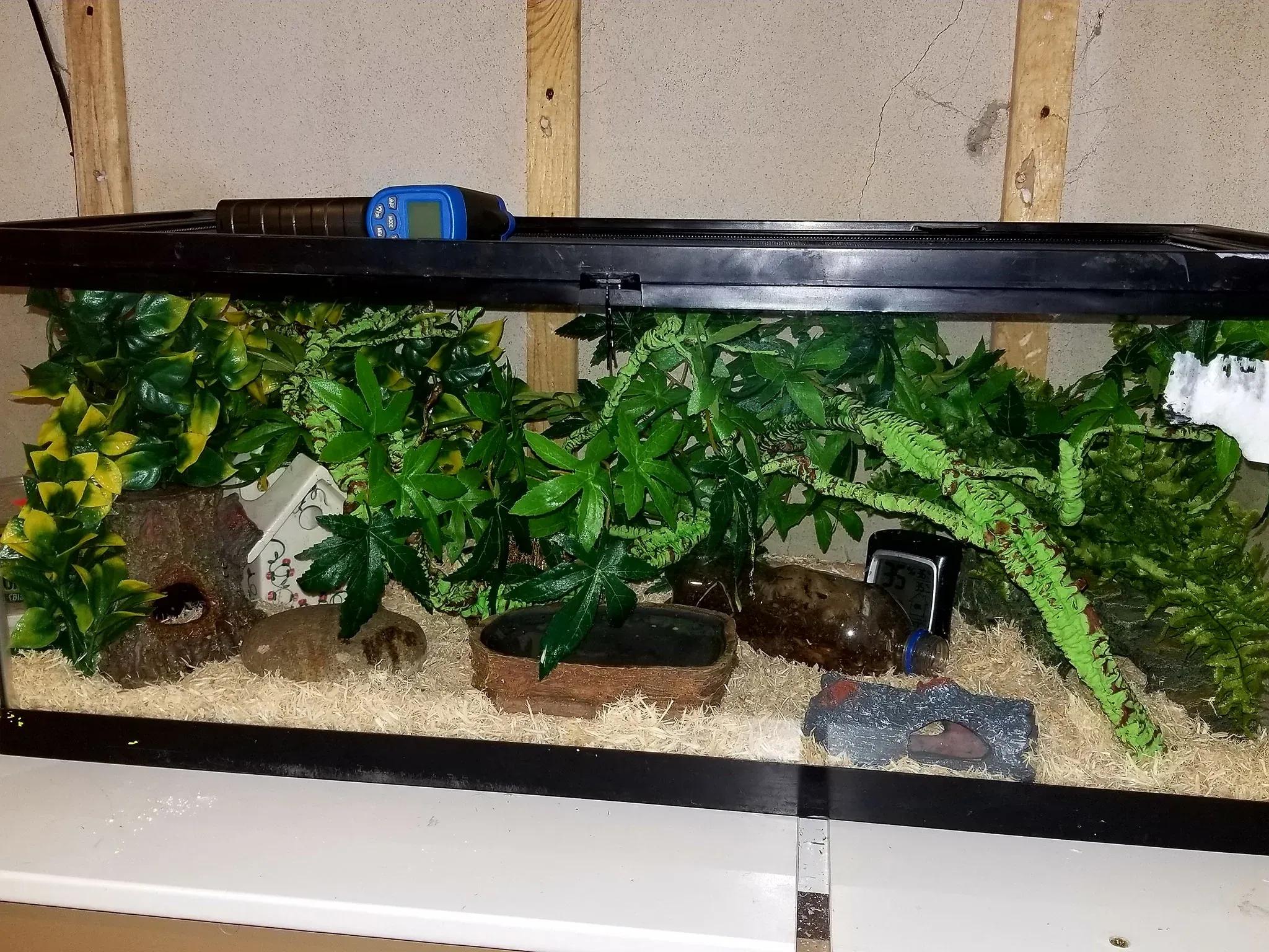 Corn snake enclosure photo Contributed by Amanda Payton