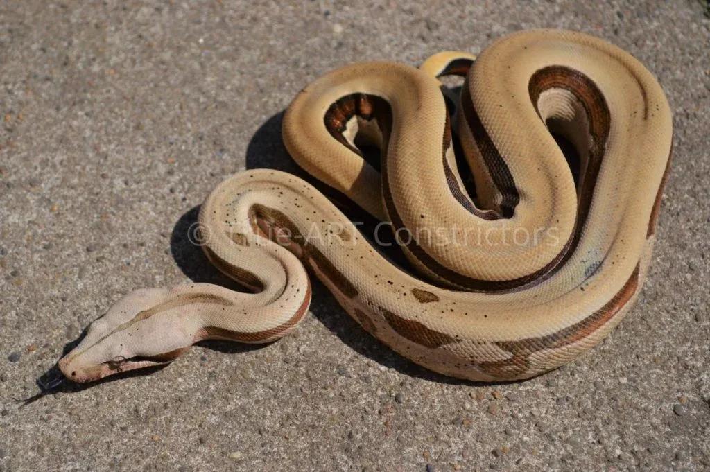 Boa constrictor amarali (Bolivian Silver Back/Short Tail Boa)