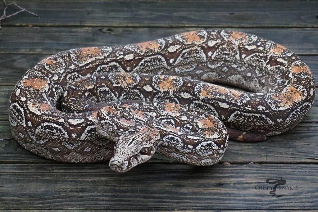 Boa constrictor occidentalis (Argentine Boa)