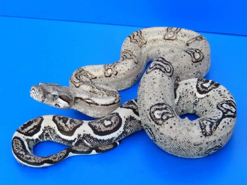 anery type 2 jungle imperator