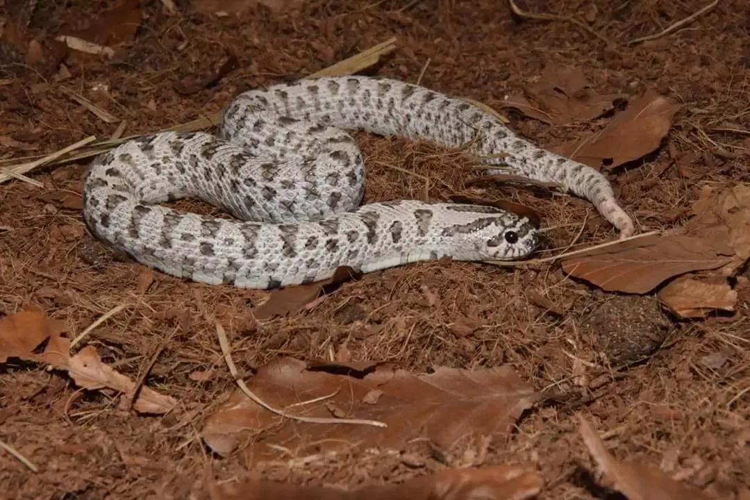 Arctic morph H. nasicus on dirt ground
