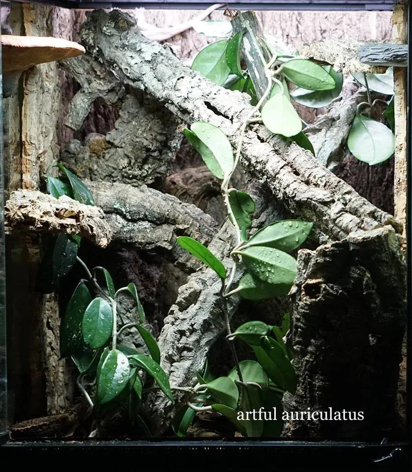 Gargoyle Gecko enclosure photo Contributed by Artful Auriculatus