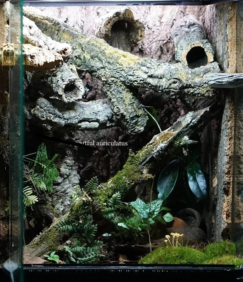 Gargoyle Gecko enclosure photo Contributed by Artful Auriculatus