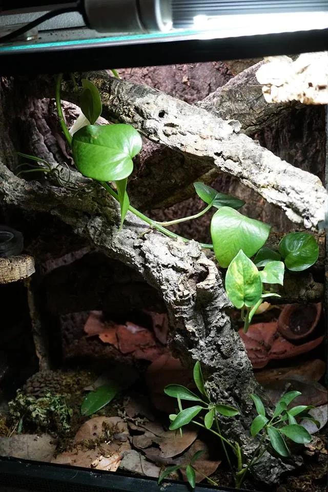 Gargoyle Gecko enclosure photo Contributed by Artful Auriculatus