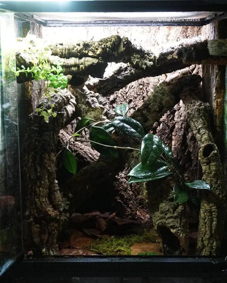 Gargoyle Gecko enclosure photo Contributed by Artful Auriculatus