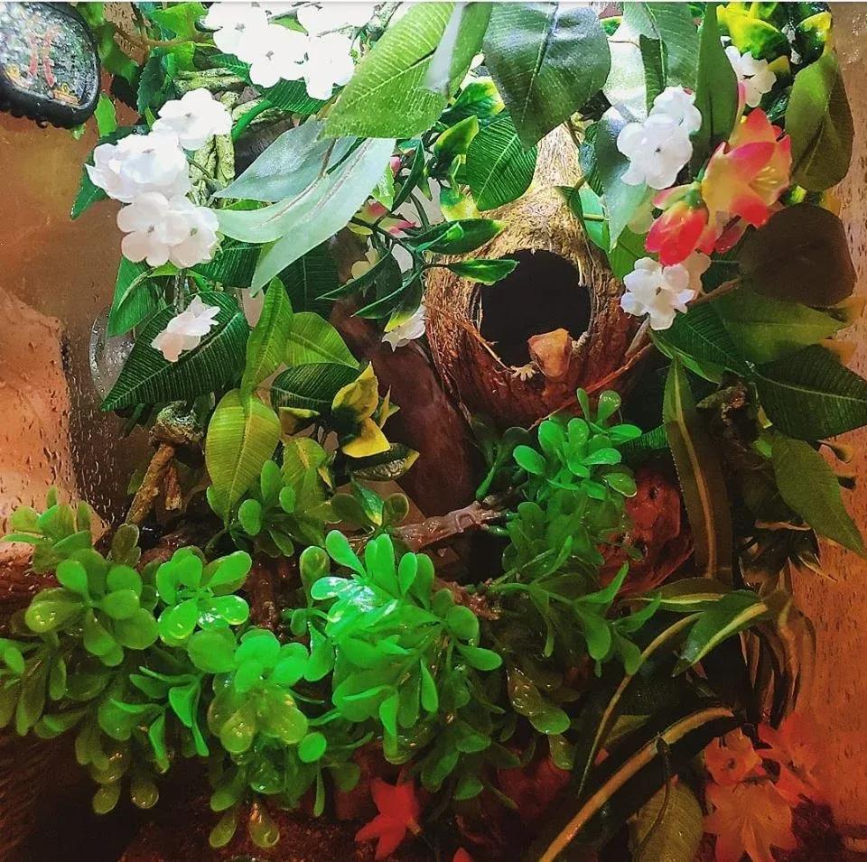 Crested Gecko enclosure photo Contributed by Ashleigh Ryan