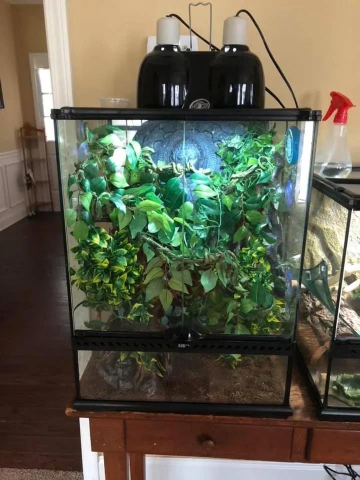 Crested Gecko enclosure photo Contributed by Ashley McClure