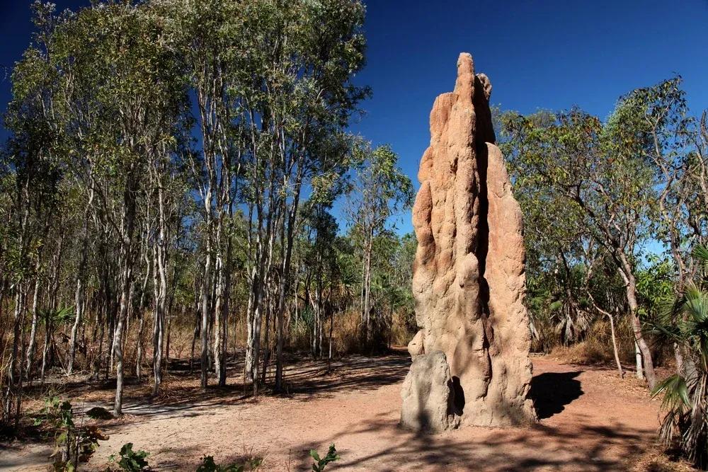 australian bts habitat Litchfield National Park, Northern Territory, Australia