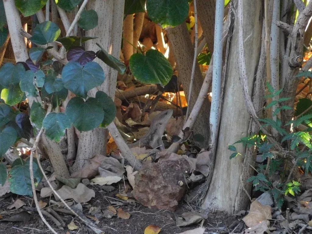 australian bts habitat trees