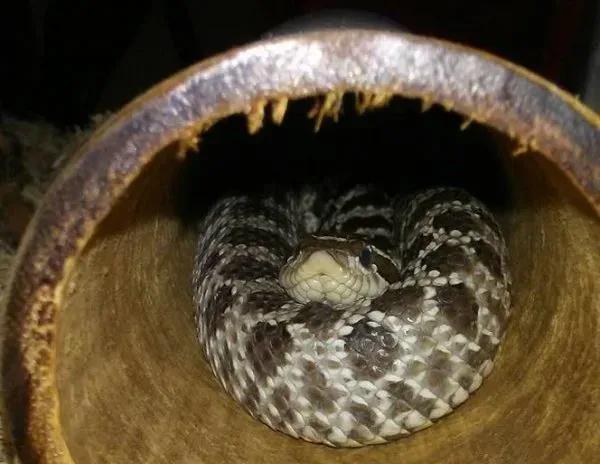 Hognose in a hide