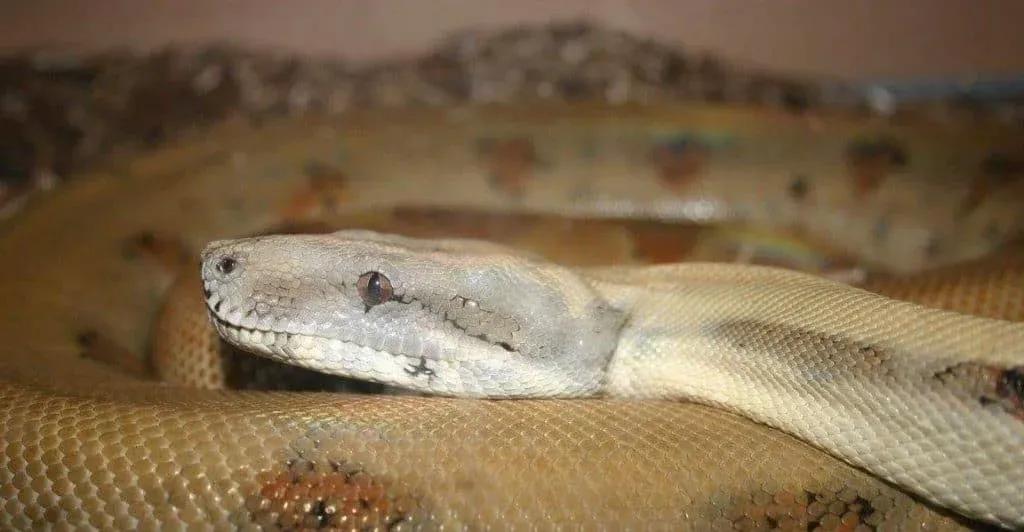 Boa constrictor sabogae (Pearl Island Boa)