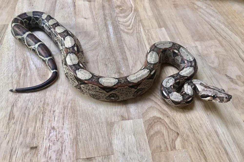 Boa imperator (Central American Boa/Common Boa)