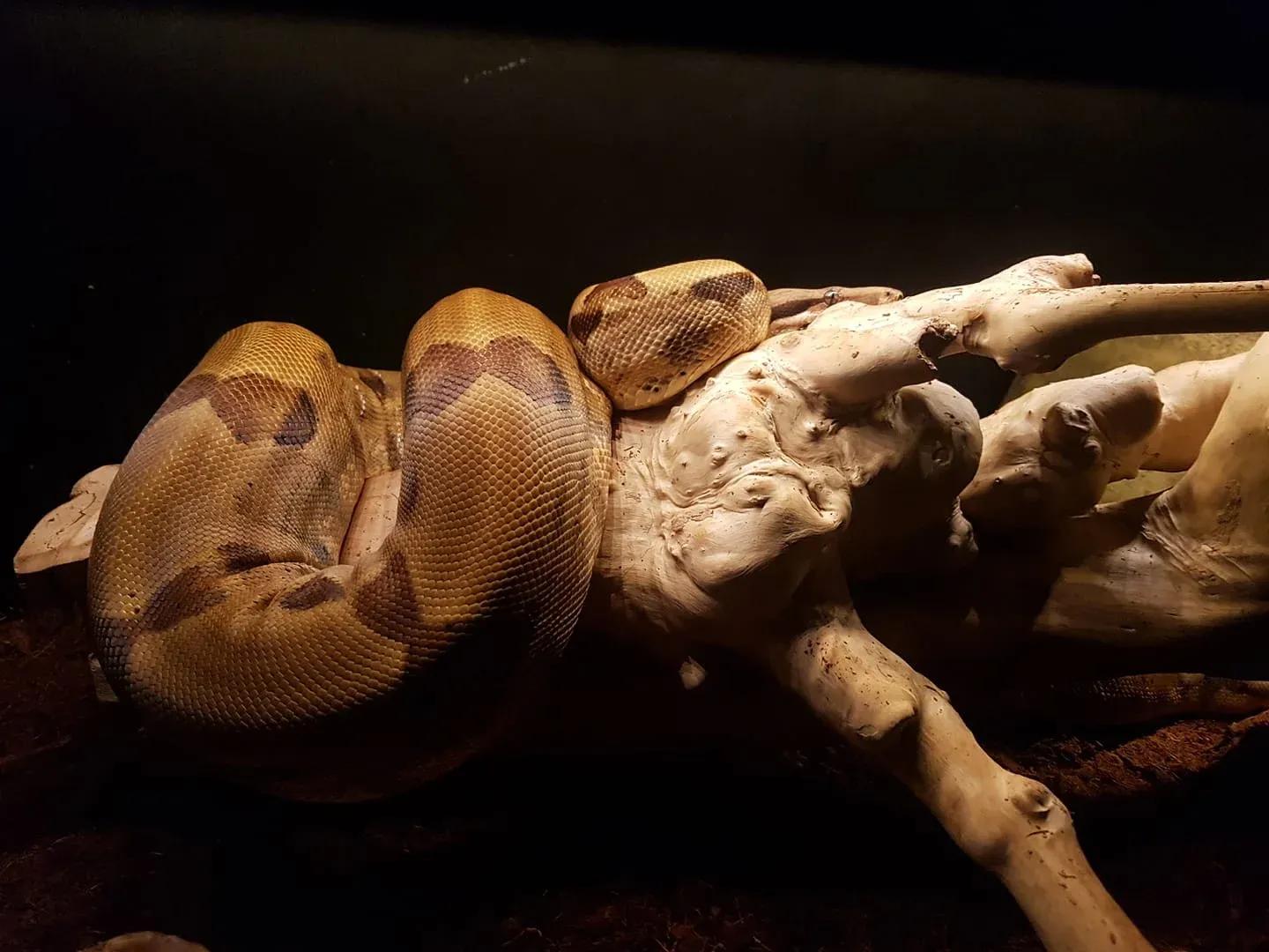 Basking Boa James Greengrass