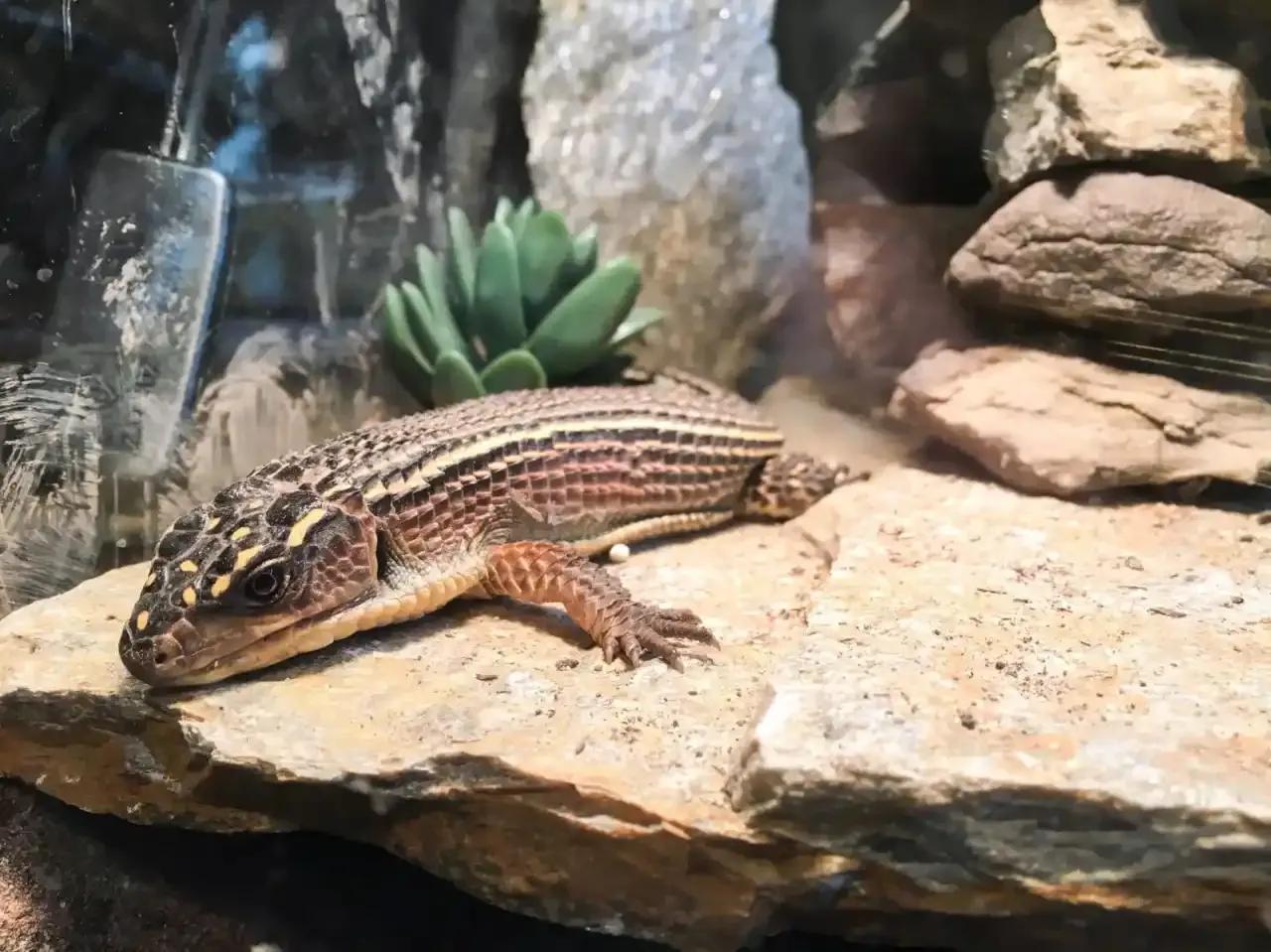 Sudan Plated Lizard basking on a rock