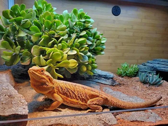 Bearded dragon basking
