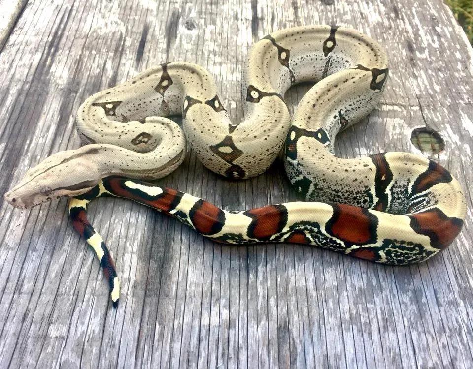 Boa constrictor constrictor (“True” Red-Tailed Boa)