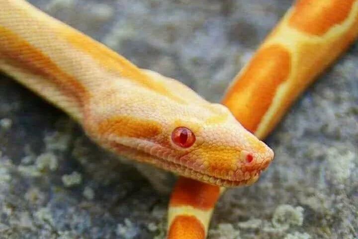 bci pc aby line orange sharp sunglow