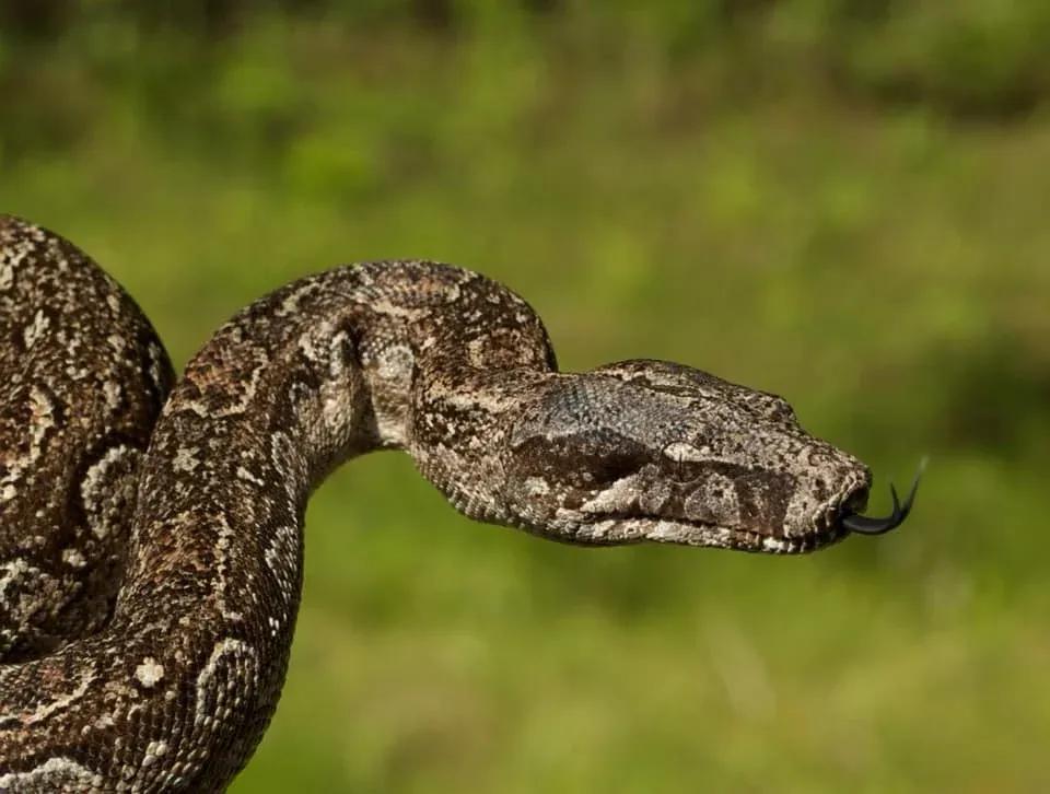 Boa constrictor occidentalis (Argentine Boa)