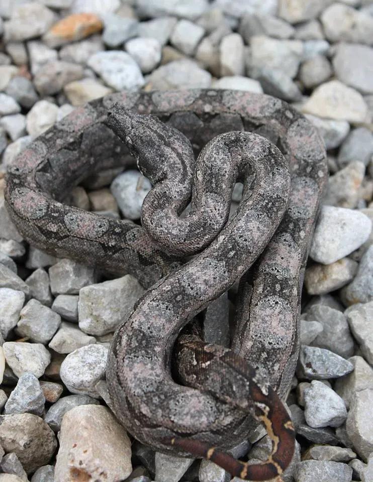 Boa constrictor occidentalis (Argentine Boa)