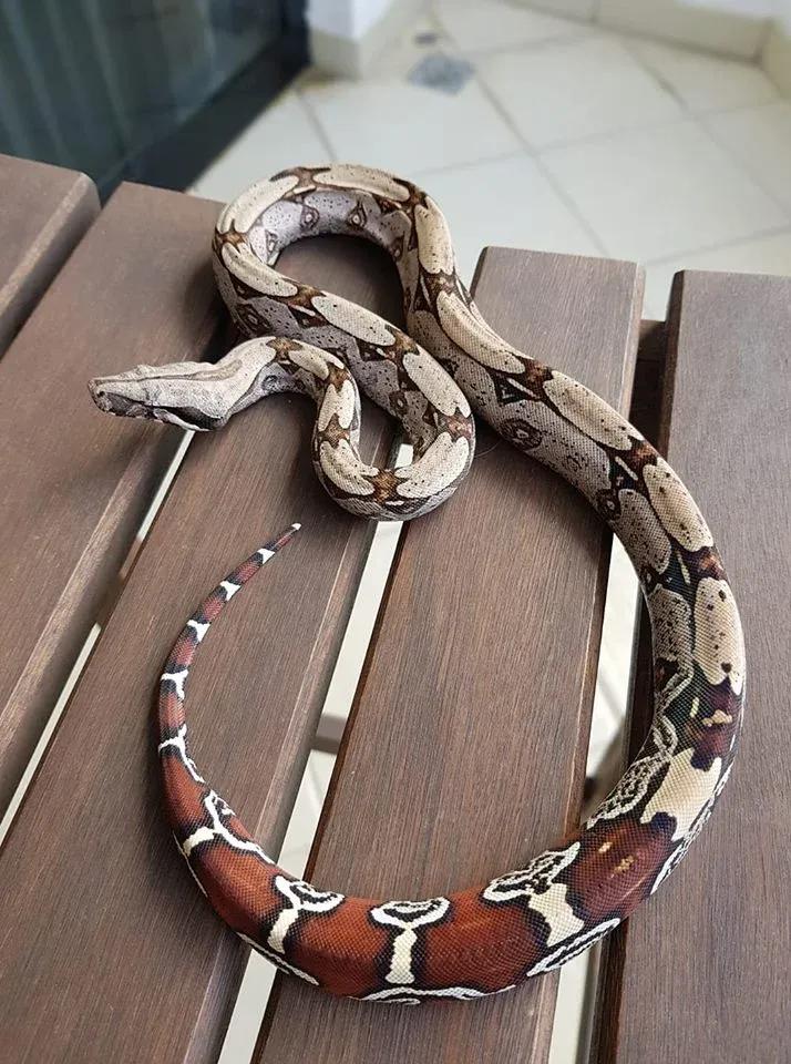 Boa constrictor constrictor (“True” Red-Tailed Boa)