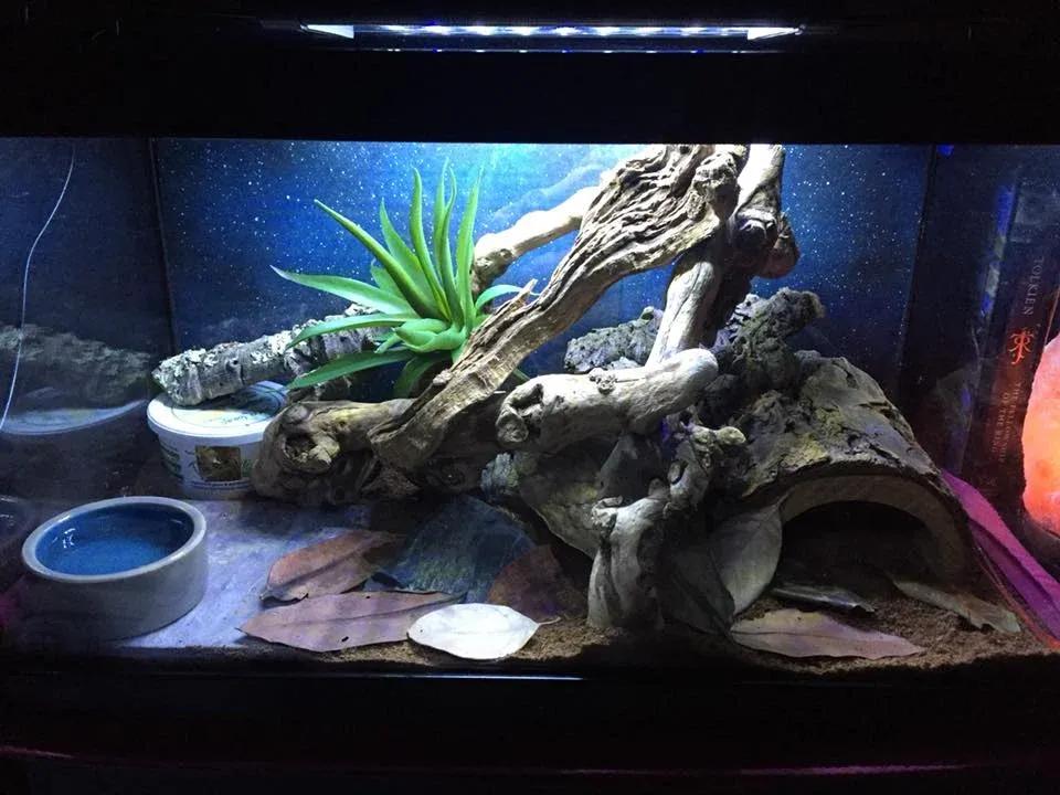 Corn snake enclosure photo Contributed by Bethany Zerbe