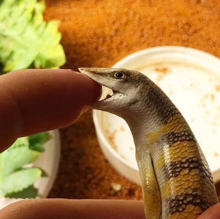 Sandfish biting finger