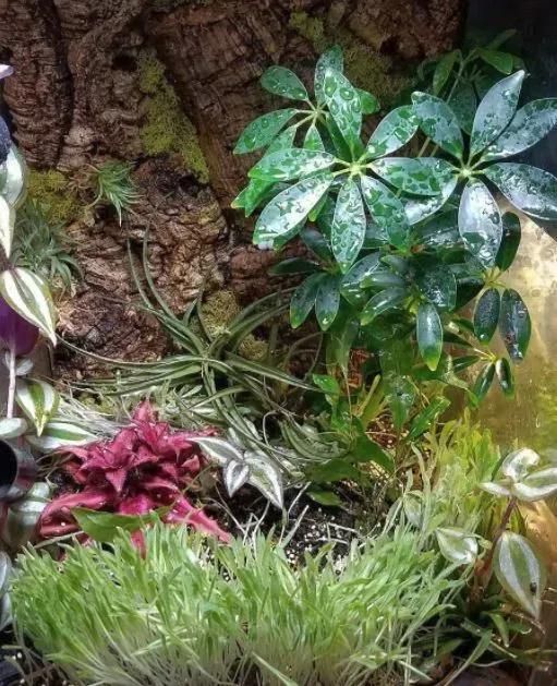 Live Plants in Mourning Gecko Vivarium