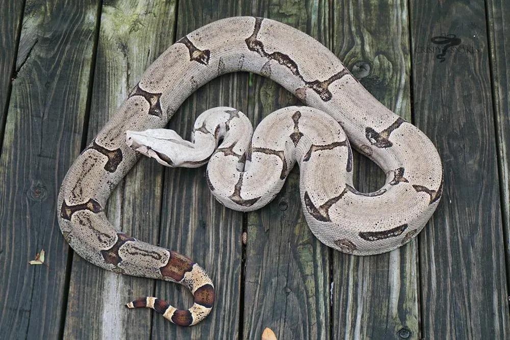 Boa constrictor amarali (Bolivian Silver Back/Short Tail Boa)