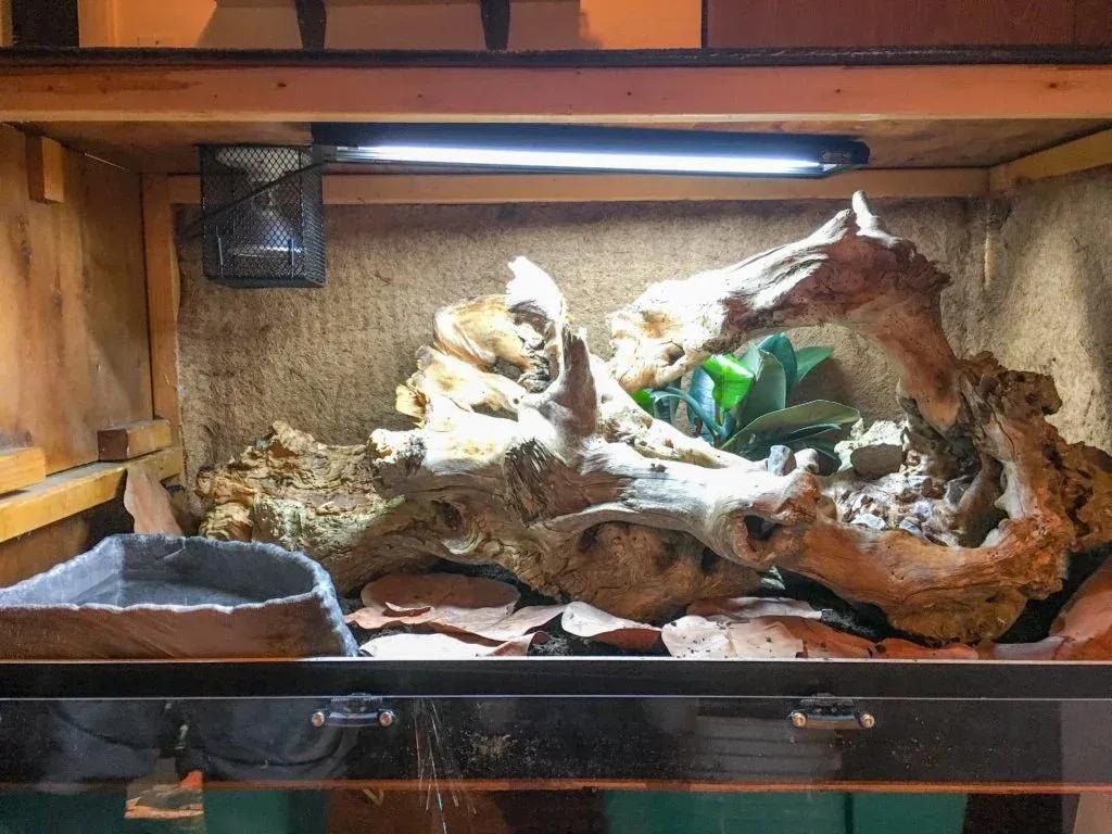 Boa Enclosure Photo Contributed by Mariah Healey