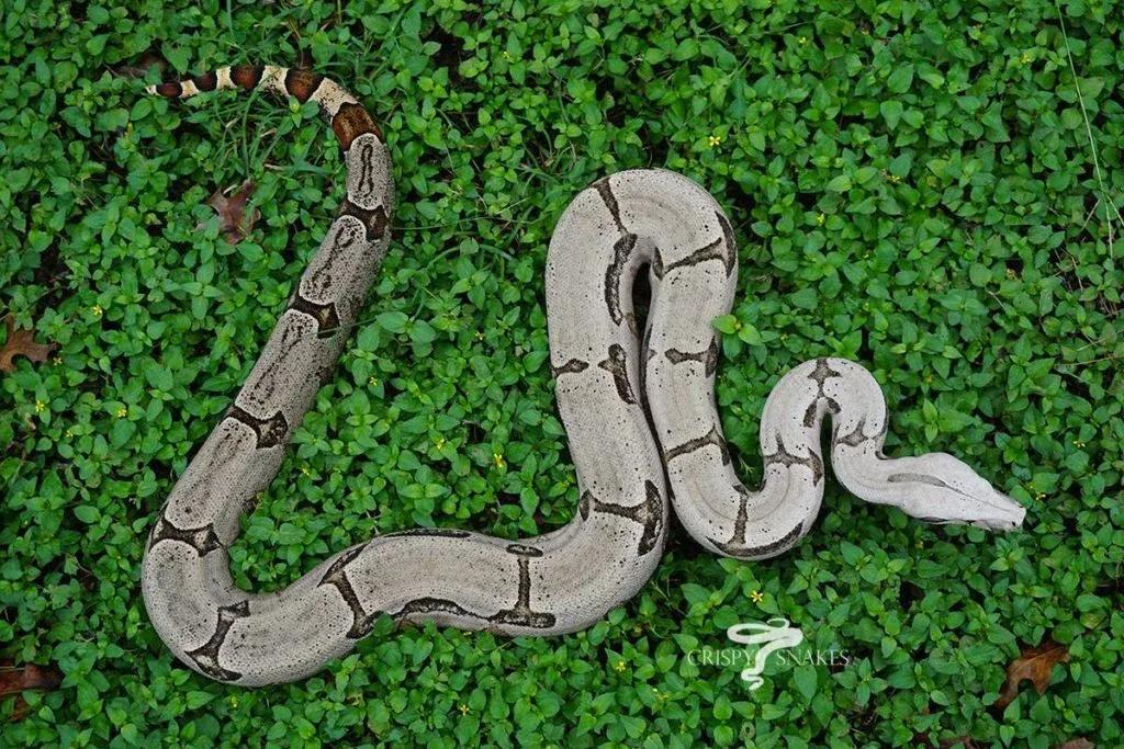 Boa constrictor amarali (Bolivian Silver Back/Short Tail Boa)
