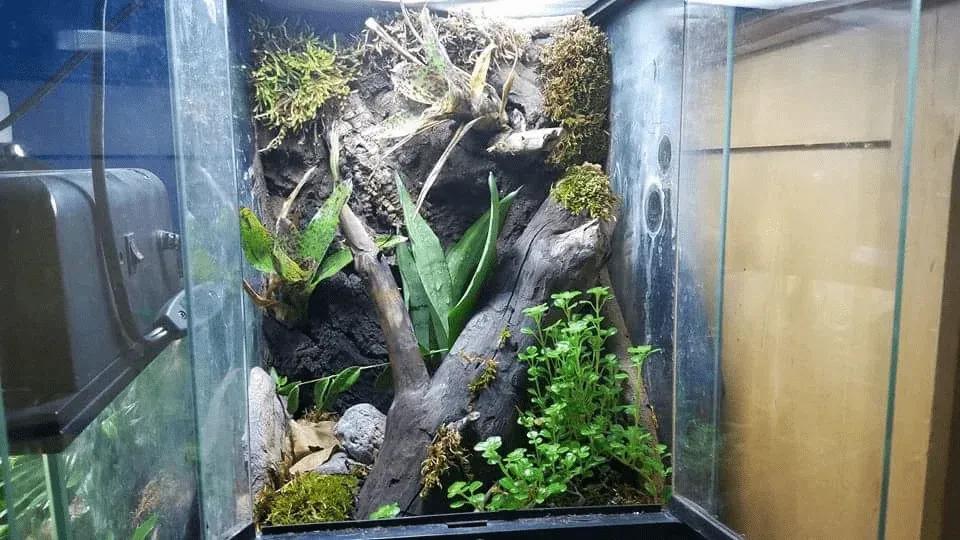 Mourning Gecko Enclosure Photo Contributed by Braden Alexander